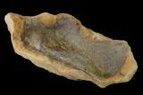 Cretaceous Fossil Leaf in Sandstone - Kansas #143486-1